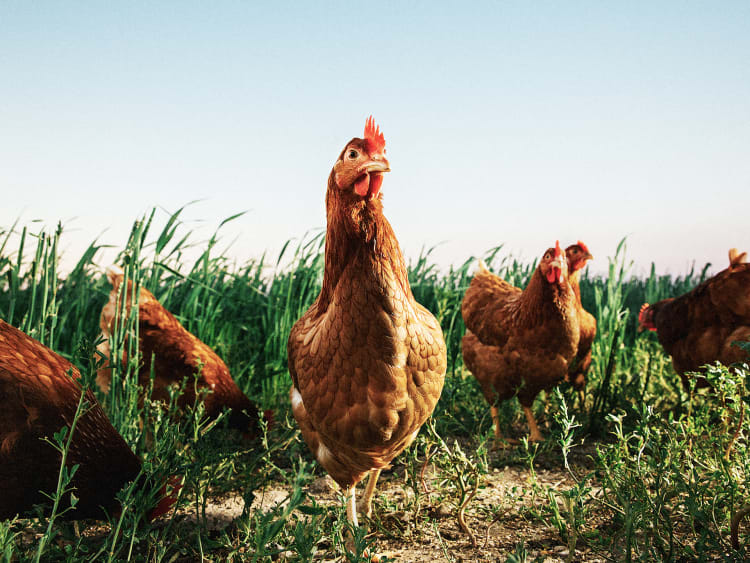 Brown hens roaming in grassy field