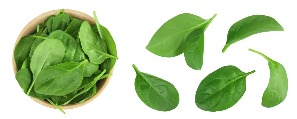 Bowl of fresh spinach leaves and loose leaves.