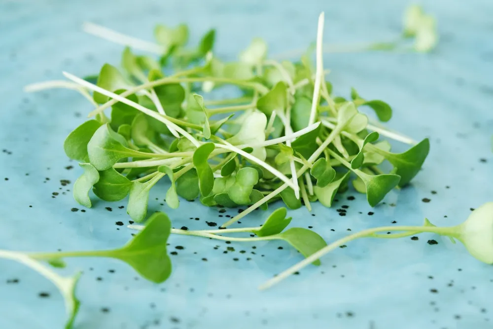 Fresh microgreens on a blue plate.