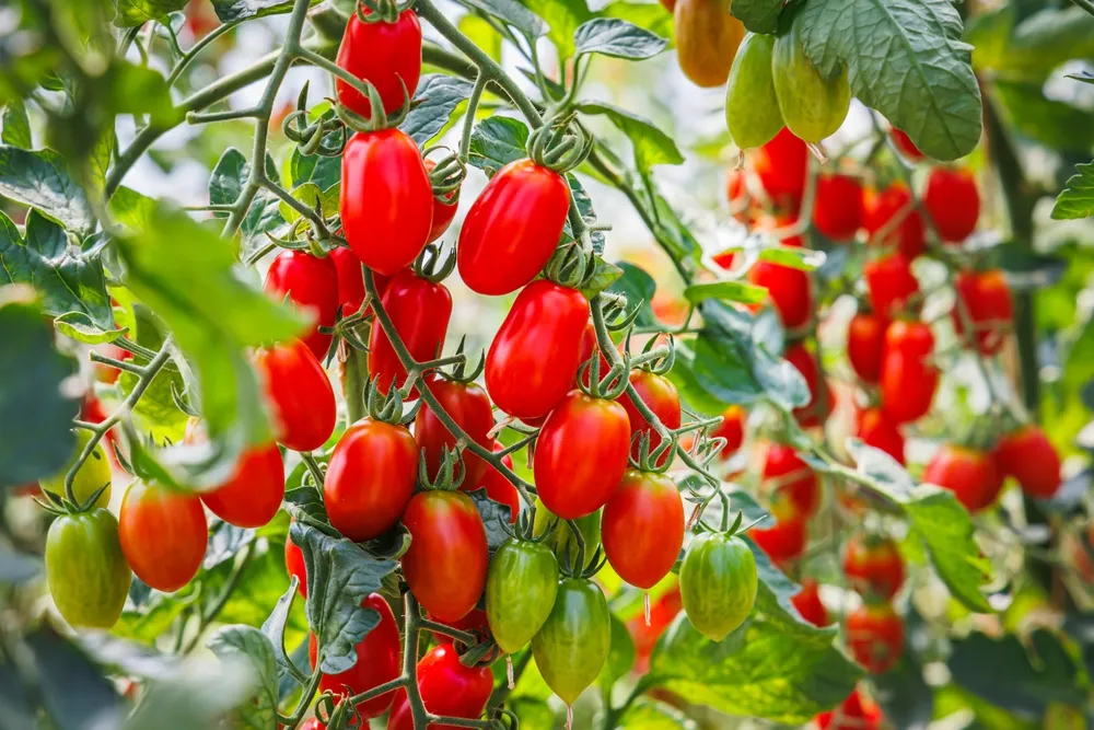 Ripe cherry tomatoes growing on vines.