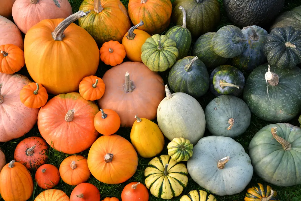 Autumn harvest of assorted pumpkins and squash
