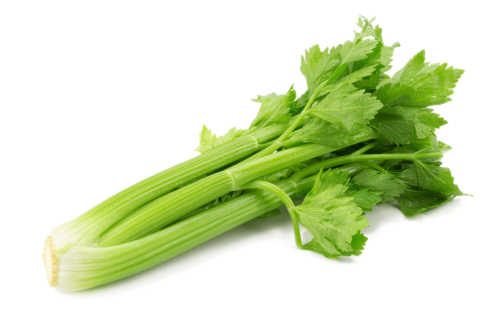 Fresh green celery stalks on white background.