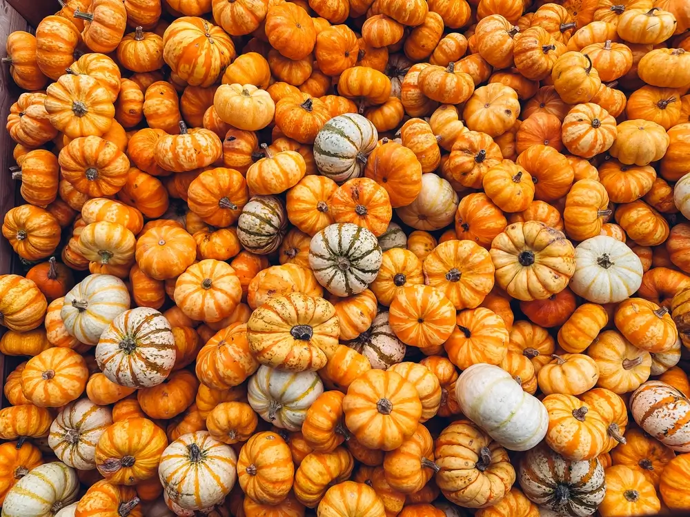 Pile of mini orange and white pumpkins