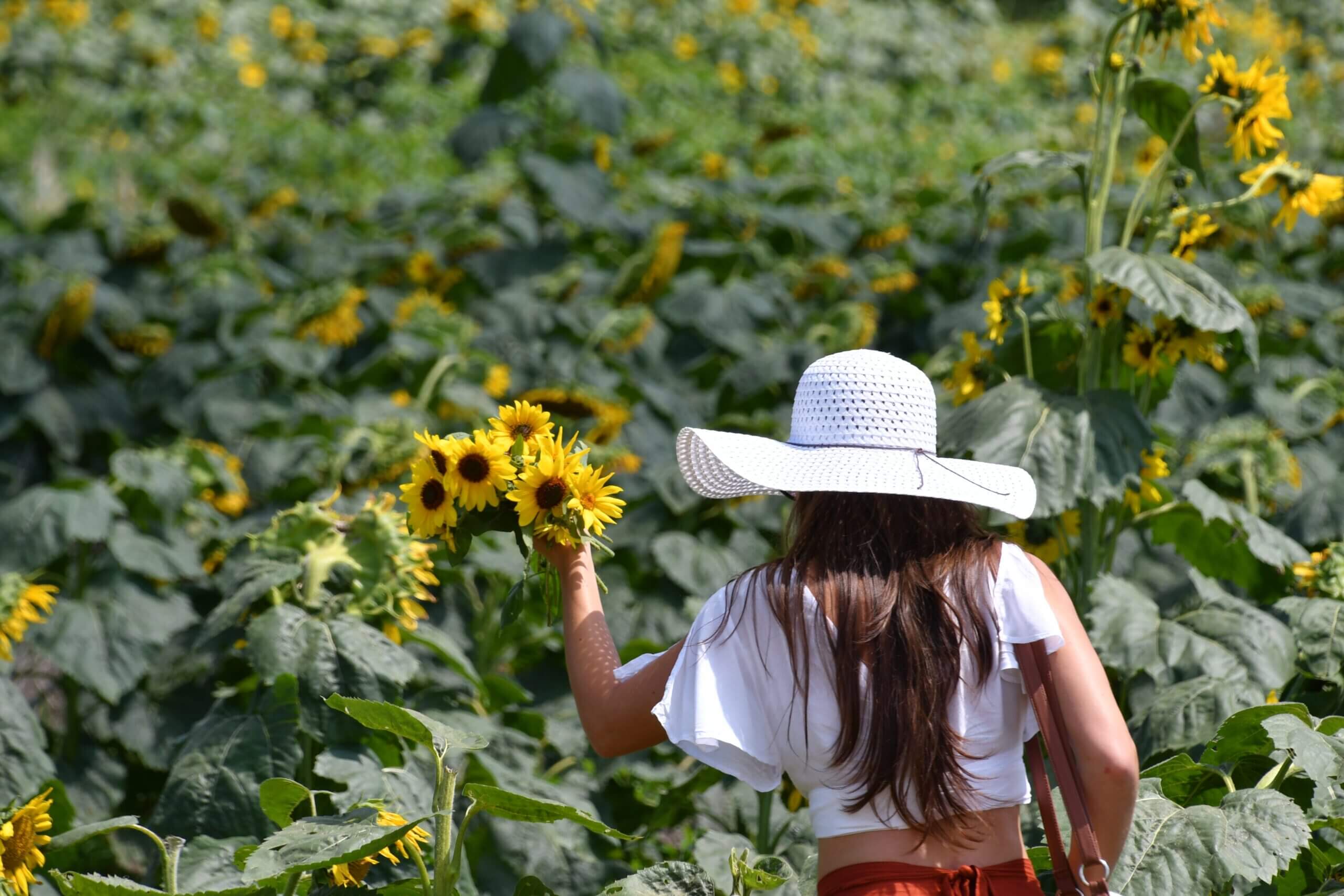Woman with sunhat in sunflower field.