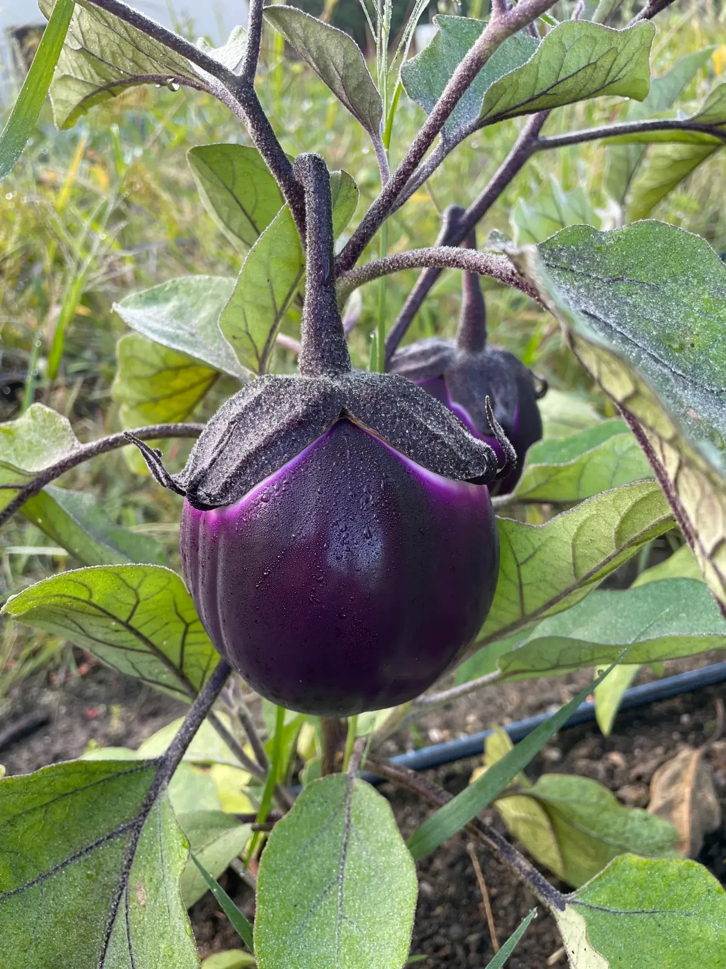 Dew-covered round purple eggplant on stem