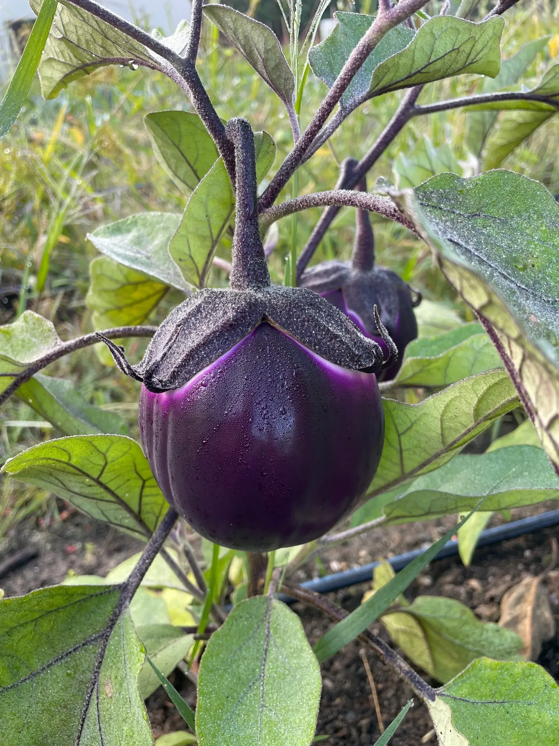 Dew-covered round purple eggplant on stem