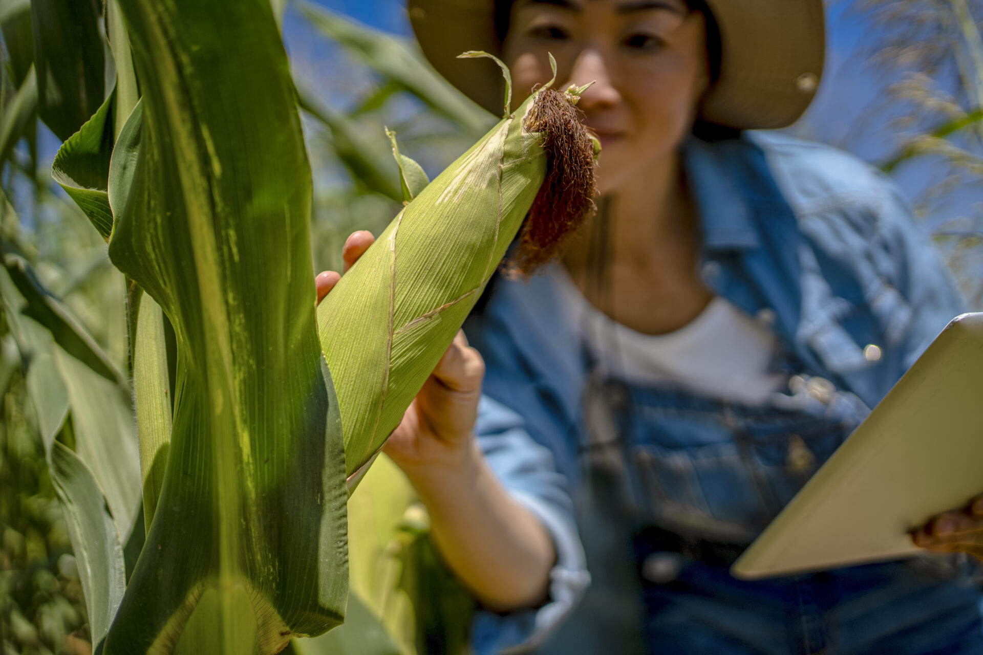 Corn